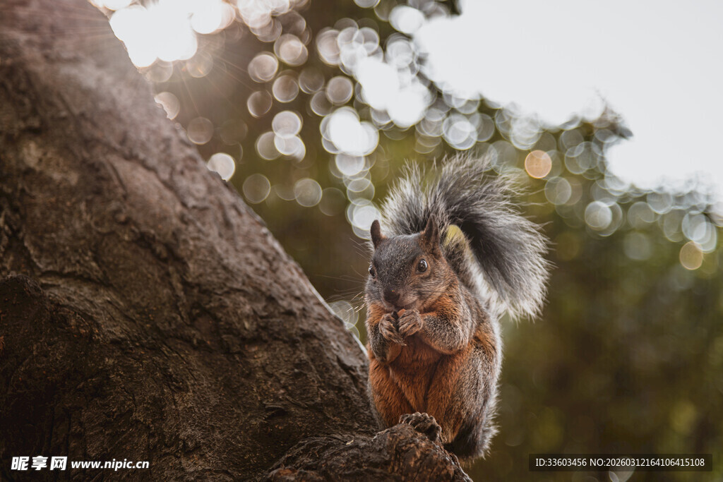树干上的可爱松鼠