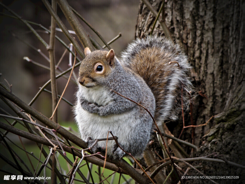 树枝上的可爱松鼠