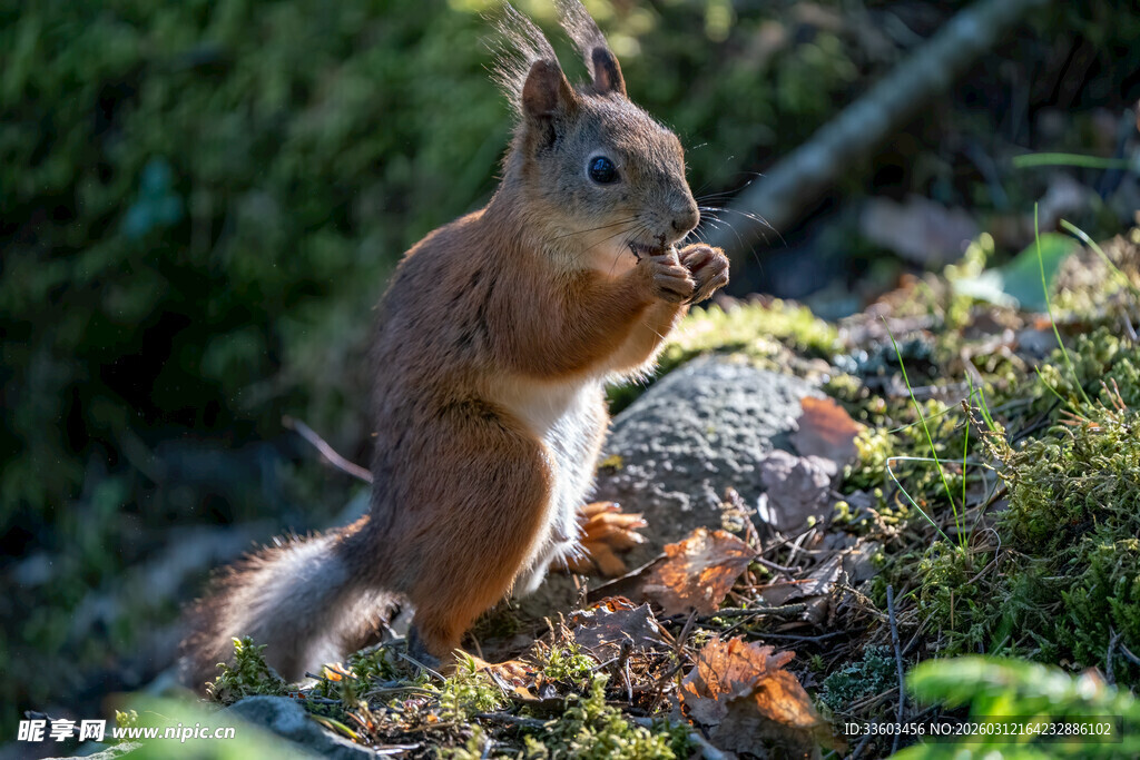 林间松鼠进食瞬间