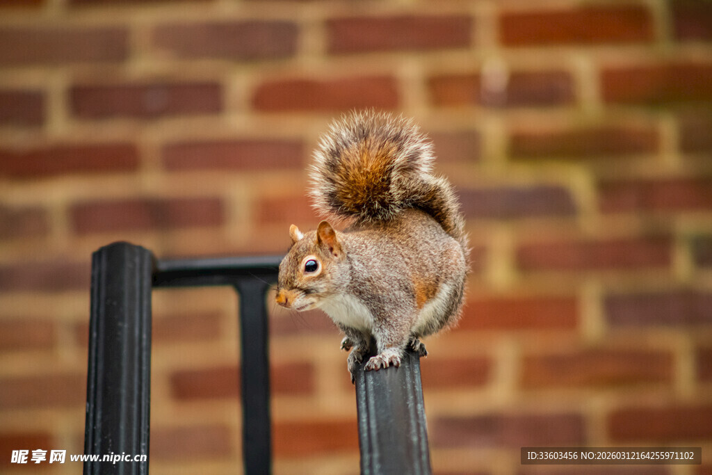 松鼠立于栏杆上回望