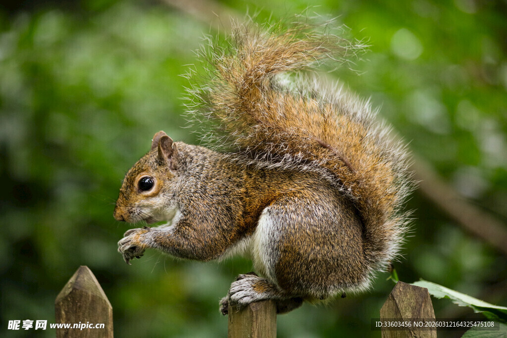 松鼠立于木栅栏上进食