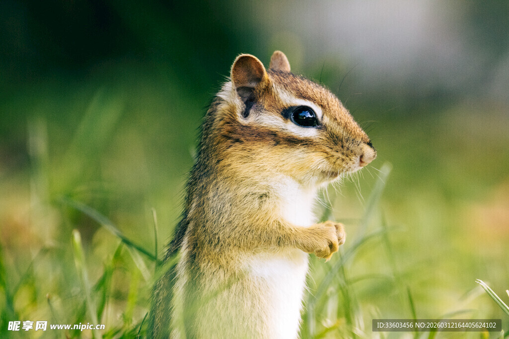 站立的可爱花栗鼠
