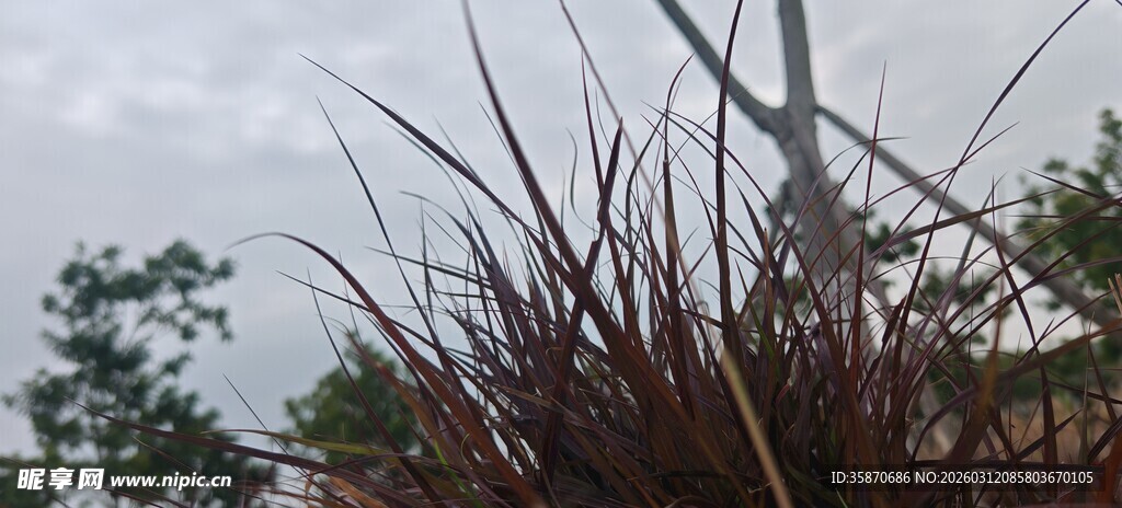 野外丛生的紫色植物