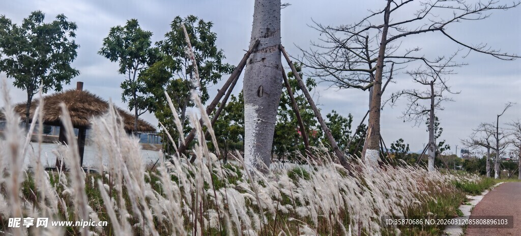 路边荻草与树木景观
