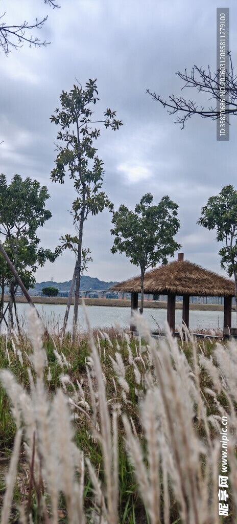 湖畔芦苇旁的木质凉亭