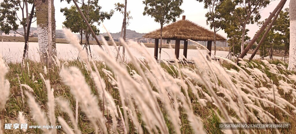 海边茅草屋旁的芦苇景观