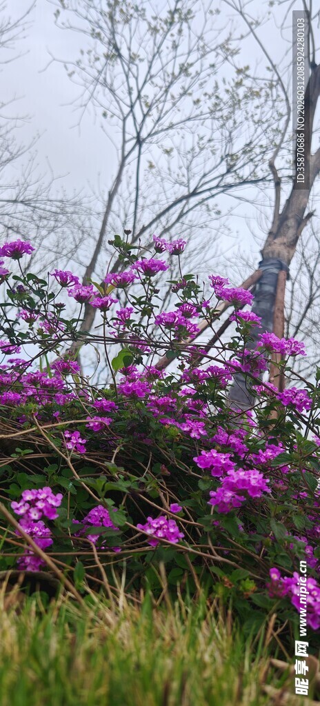 紫色繁花绽放于林间