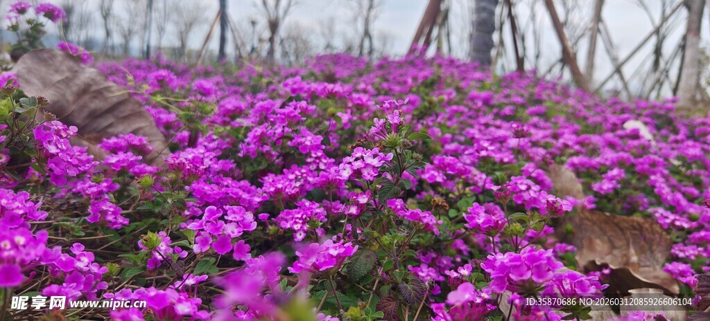烂漫紫花绽放于田野间
