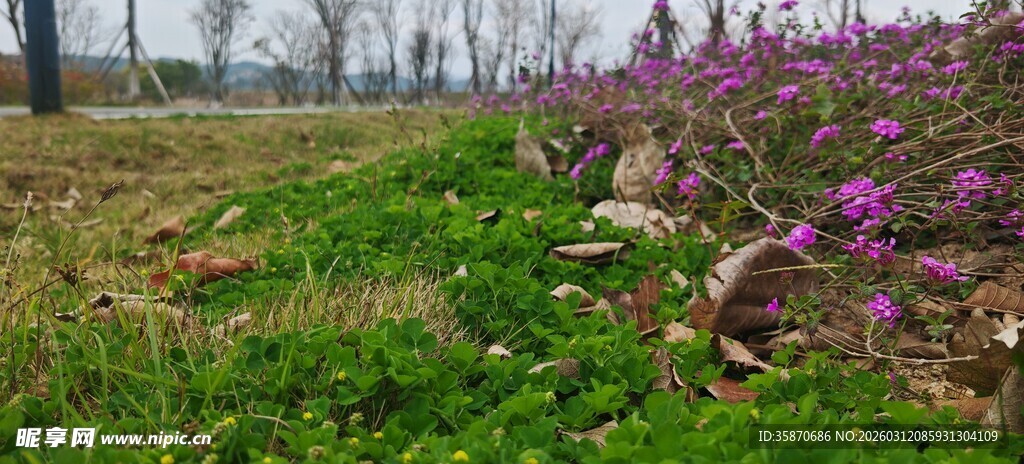 春日繁花绿地景观