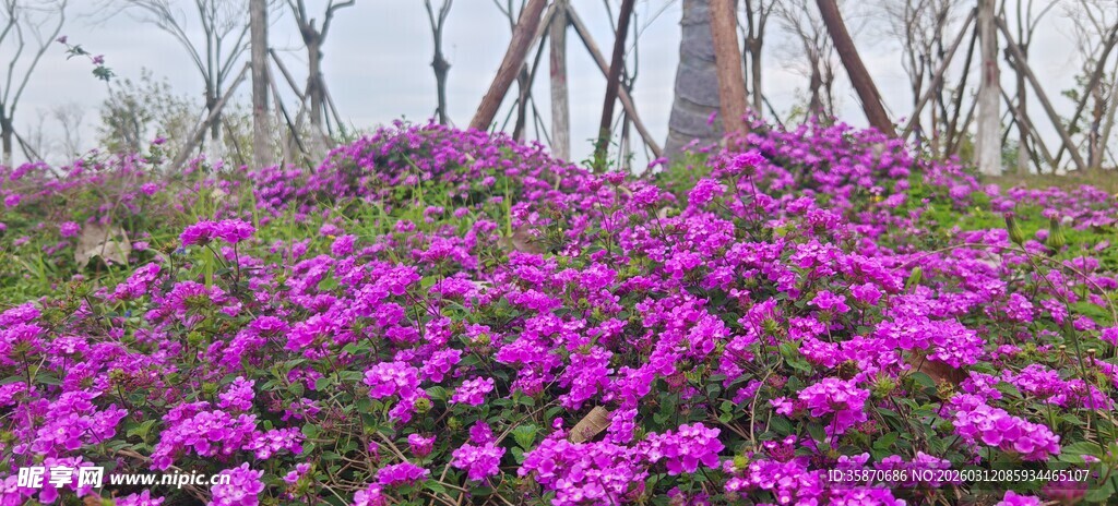 紫色花丛美景