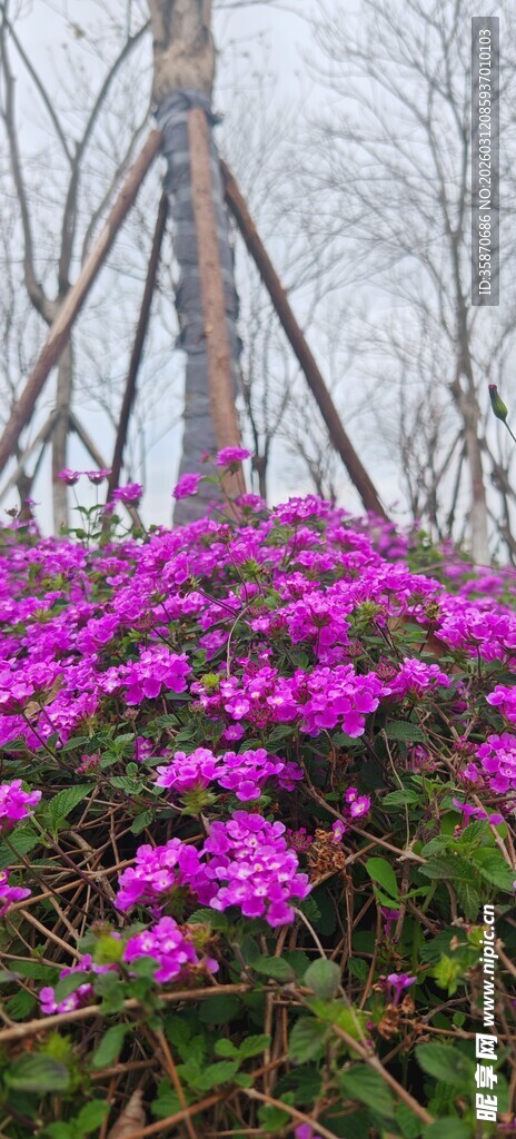 雾中绽放的绚烂紫花丛