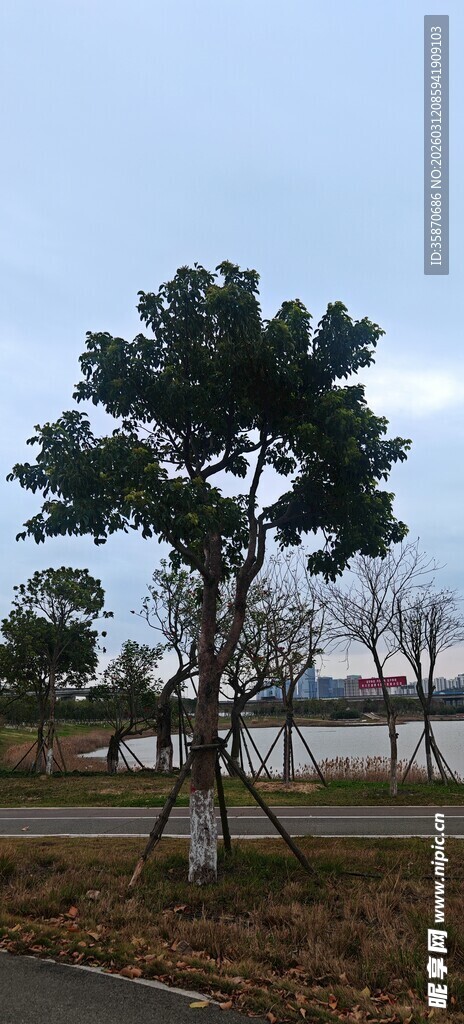 湖畔造型独特的树木景观