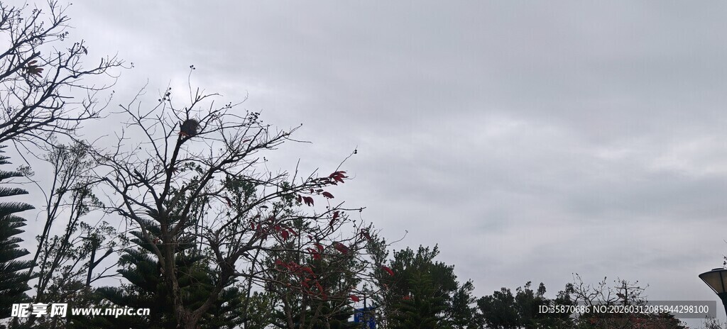 阴天中的枝叶景观