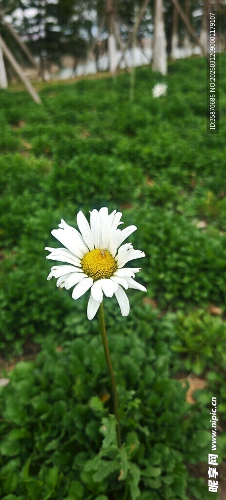 一朵雏菊绽放于绿丛中