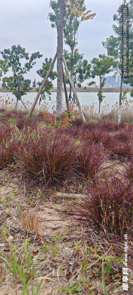 野外多彩灌木丛景观