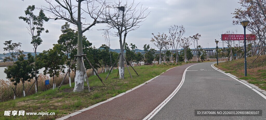 蜿蜒小路旁的树木景观