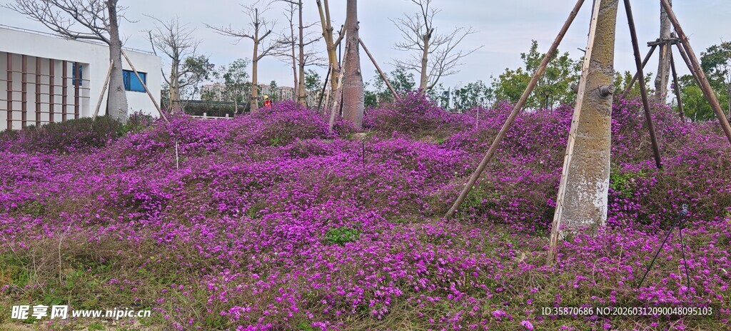 紫色花海田园浪漫景致