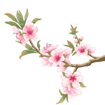 粉色桃花枝