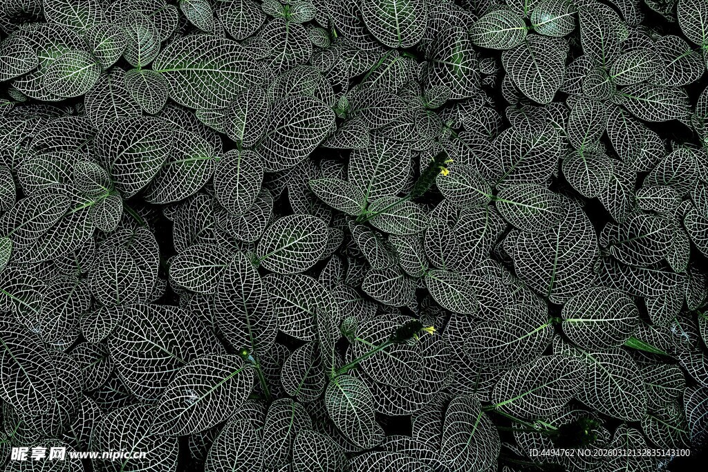 密集深绿叶片特写