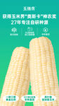 新鲜甜糯玉米等待品尝