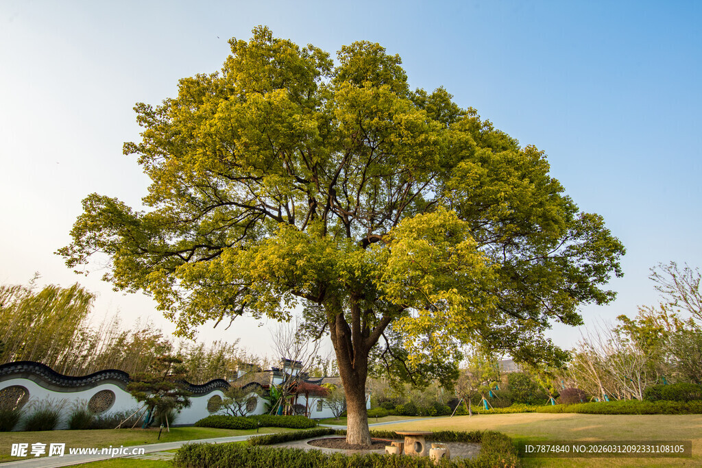 阳光下的繁茂大树
