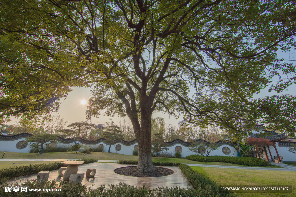 庭院中的大树与休闲区域