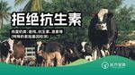 远方安选 拒绝抗生素的健康牛群
