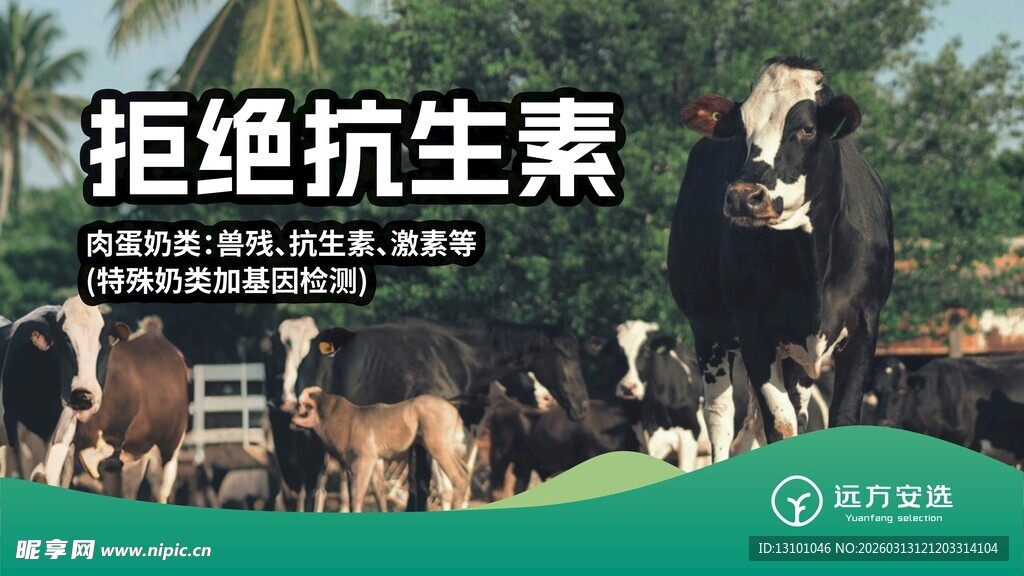 远方安选 拒绝抗生素的健康牛群