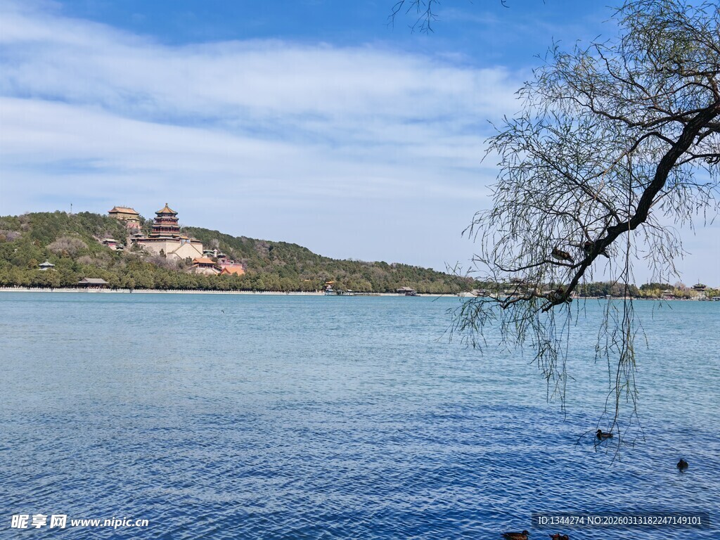 颐和园湖畔垂柳