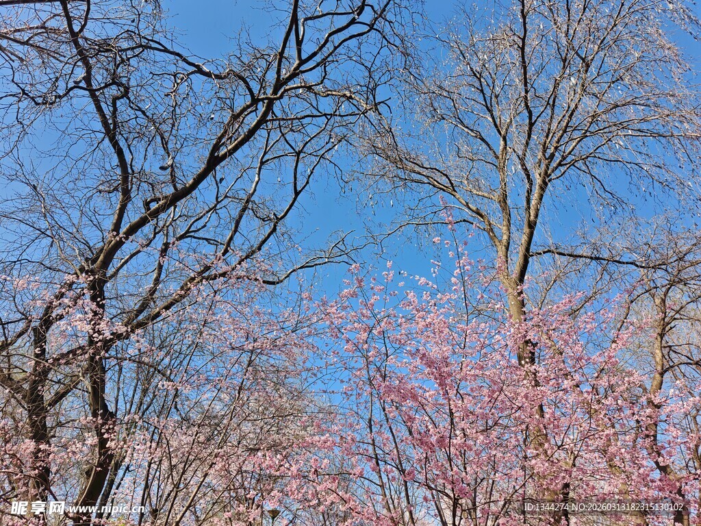 蓝天粉花树木春日美景