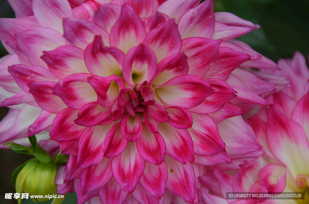 娇艳大丽花特写