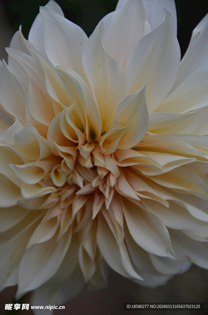 大朵白色绚丽大丽花