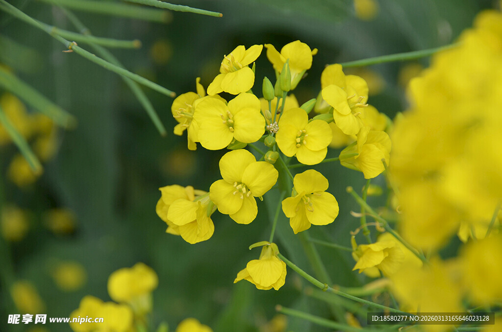 油菜花绽放的黄色小花