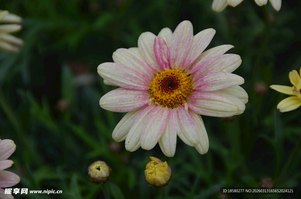 粉色雏菊绽放于绿野