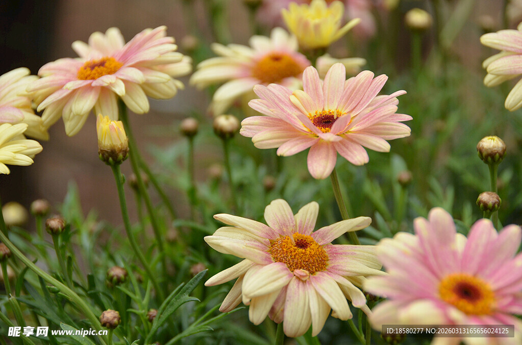 粉色雏菊绽放于绿意间