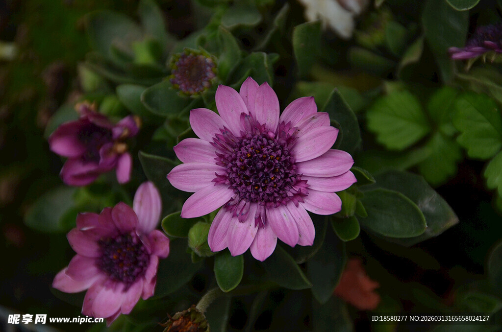 蓝目菊紫色雏菊绽放绿叶间