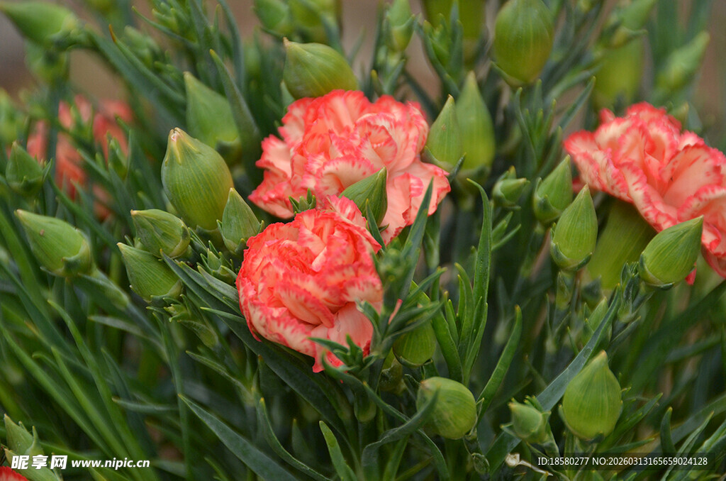 娇艳康乃馨绽放绿意间