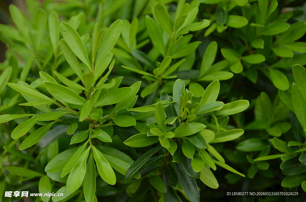 翠绿生机盎然的植物叶片