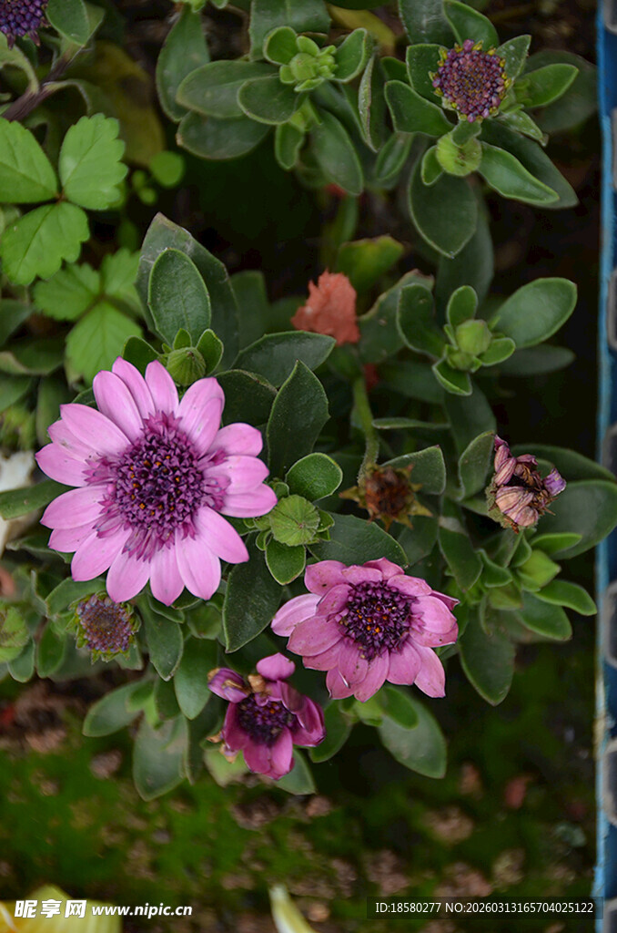 娇艳紫色小花绽放绿叶间