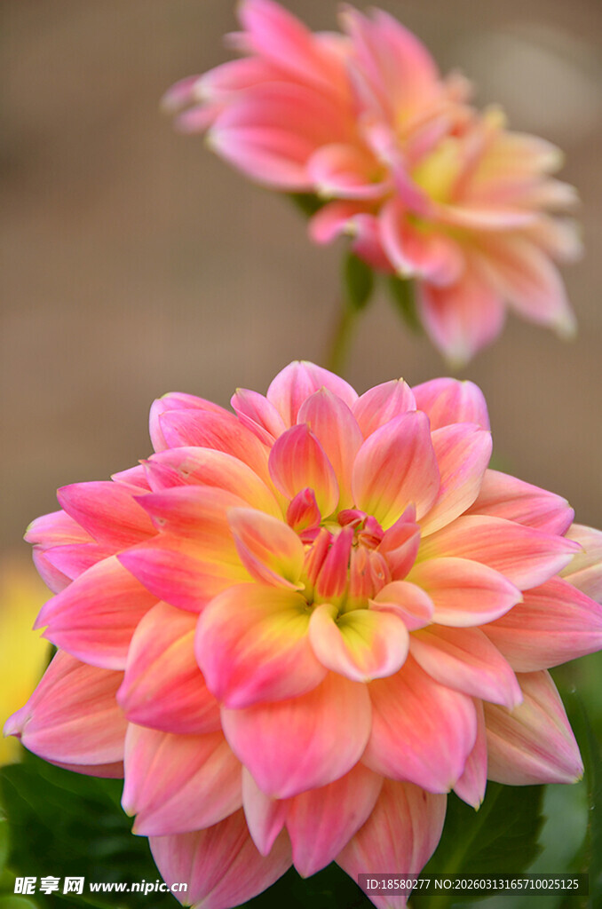 娇艳双色大丽花绽放