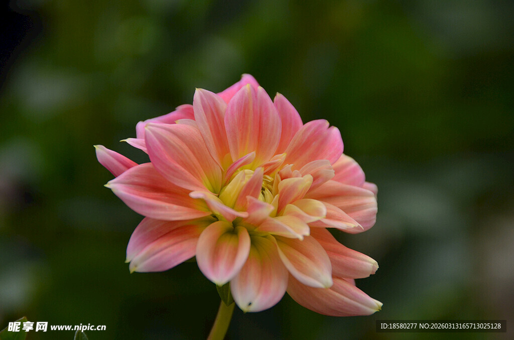 粉色大丽花特写