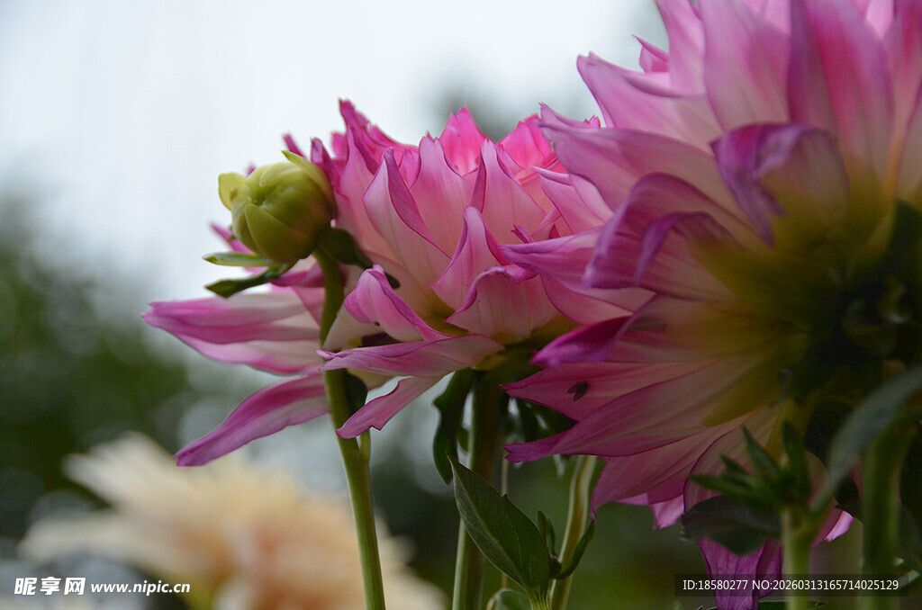 娇艳绽放的粉色大丽花