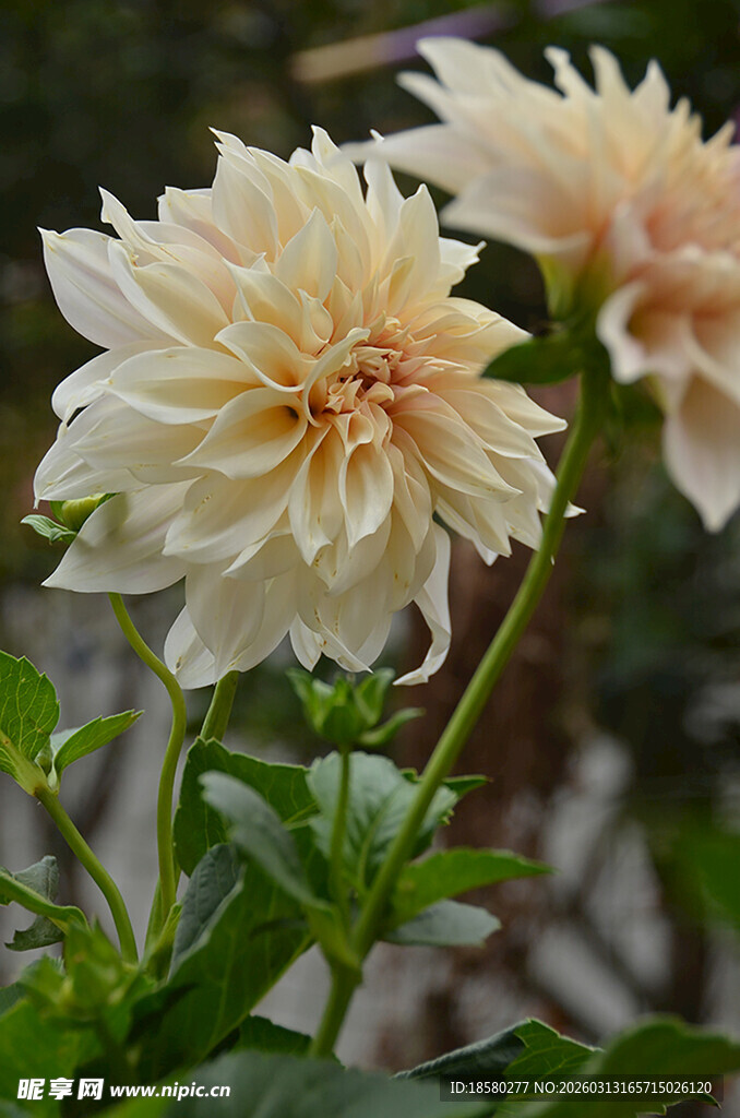 牛奶咖啡优雅绽放的白色大丽花