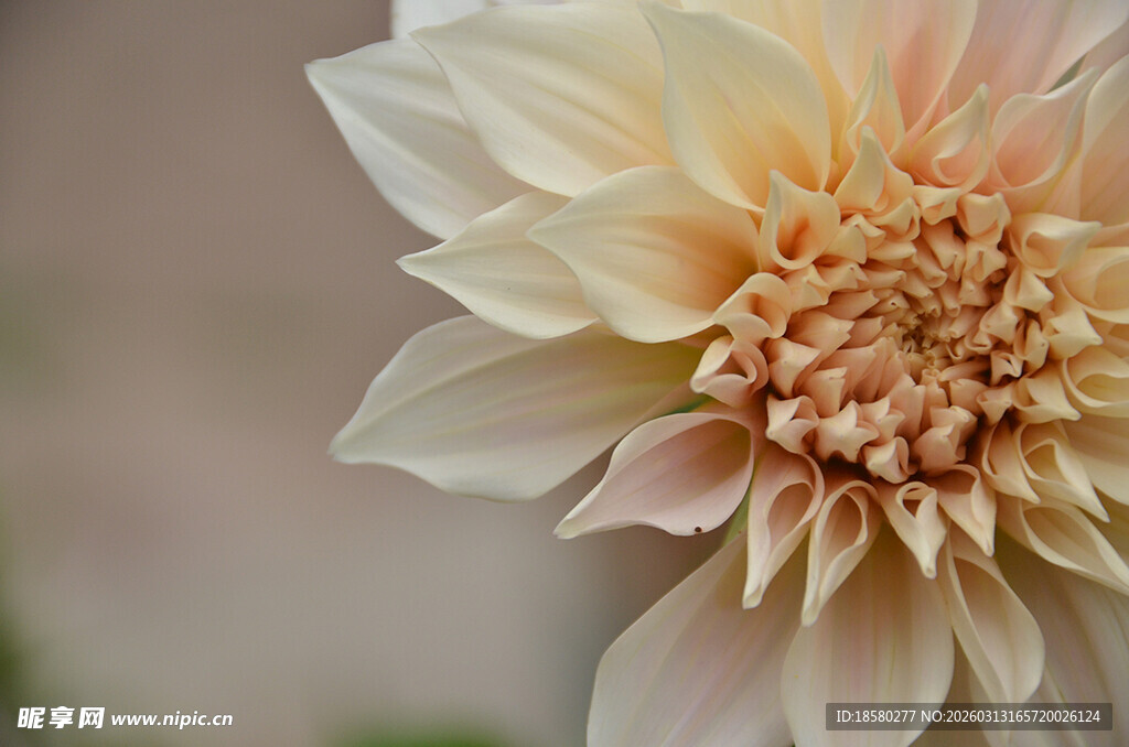 牛奶咖啡大丽花特写