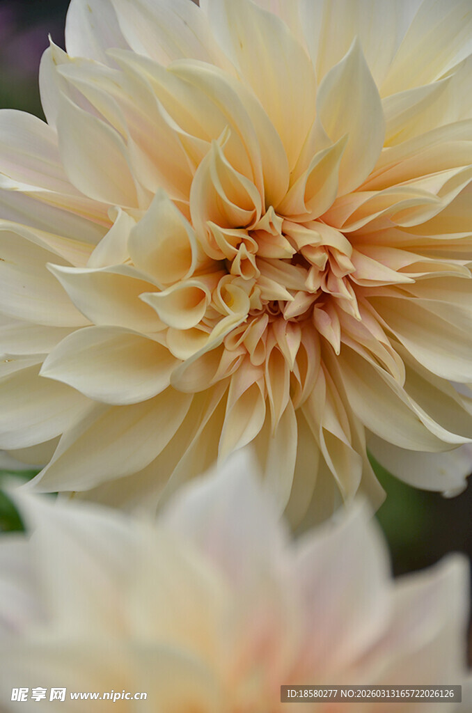 柔美大丽花绽放瞬间