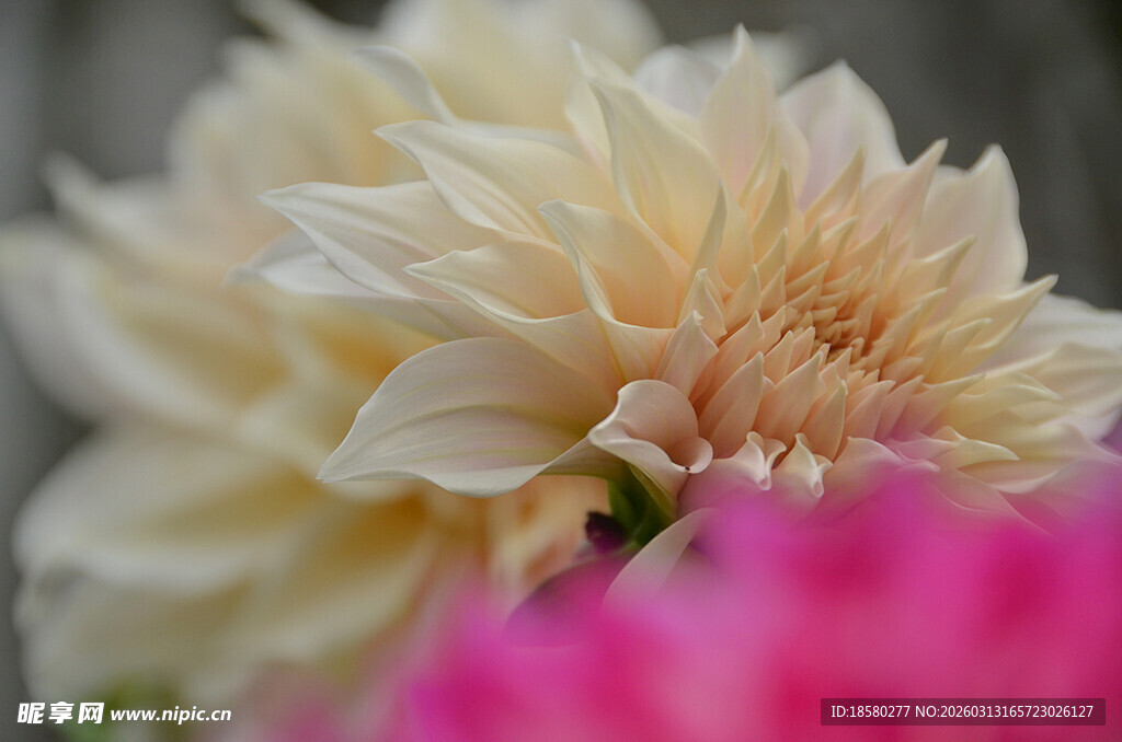 娇艳双色大丽花特写