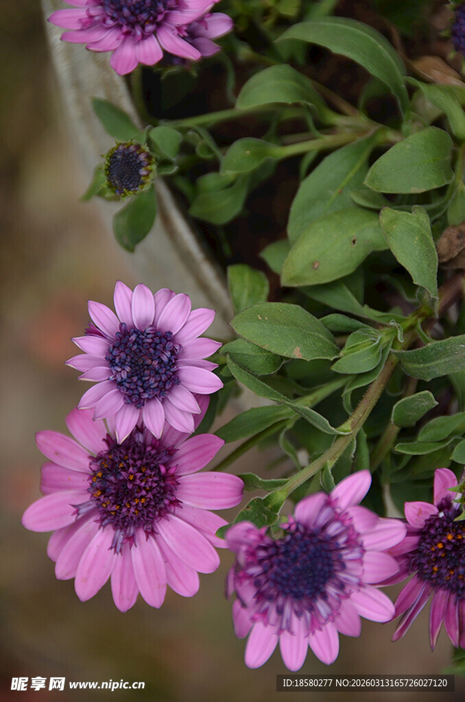 蓝目菊紫色小花绽放绿叶间