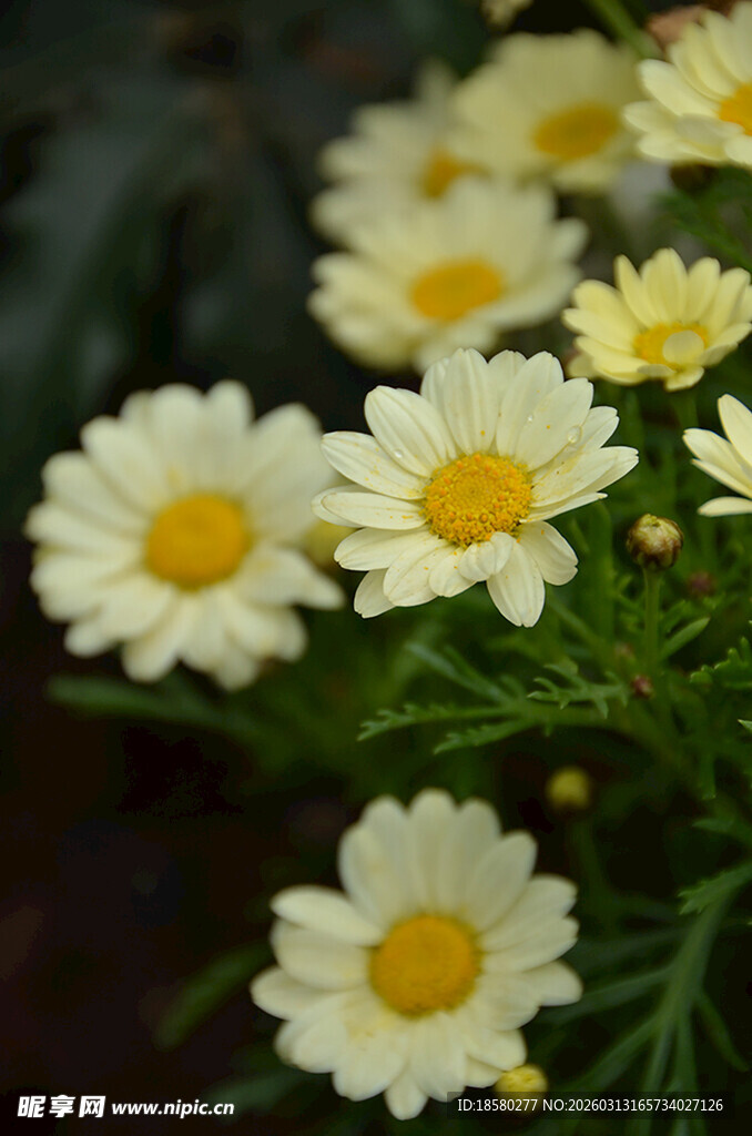 清新小白菊绽放画面