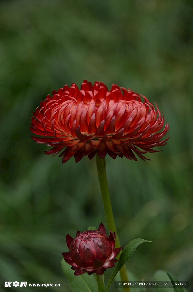 麦秆菊艳丽红色花朵特写