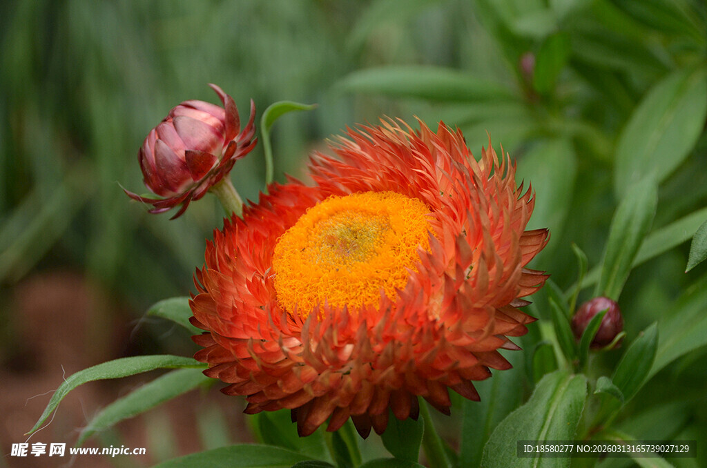 橙红色麦秆菊特写